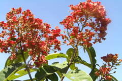 Terminalia paniculata